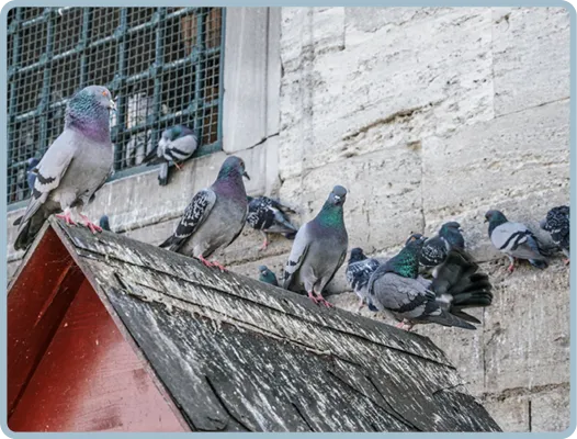 AVITHOR™ GUANAWAY - Heavy Duty Alkaline Cleaner for the Cleanup of Bird Waste