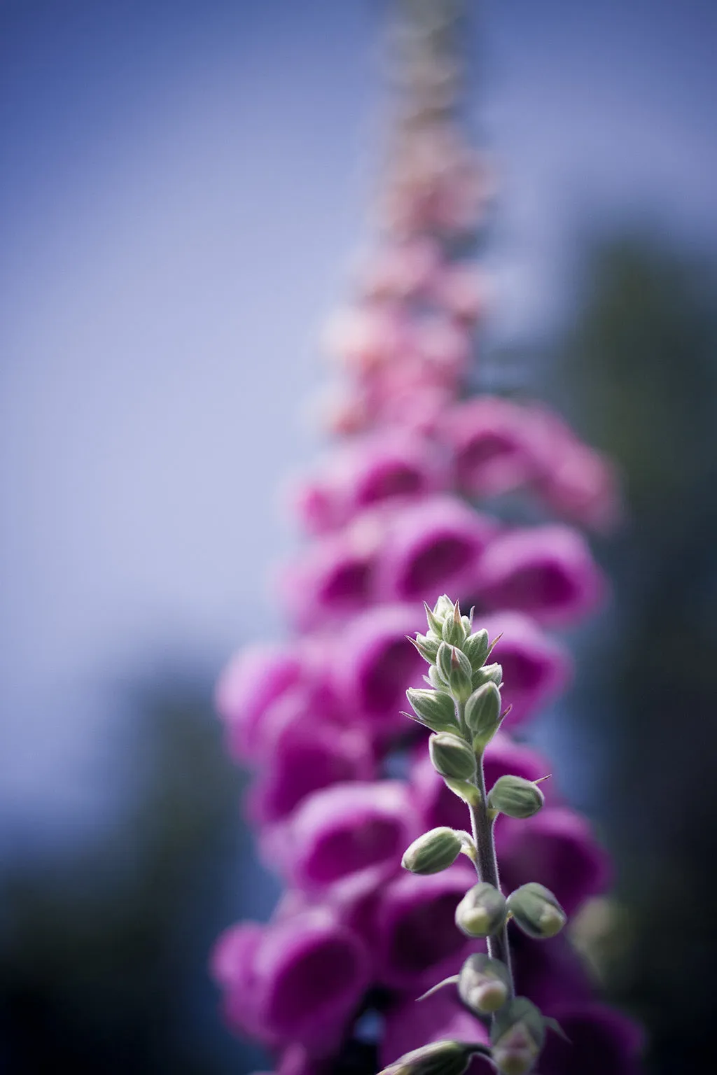 Foxglove Fashion   Yoga Capris